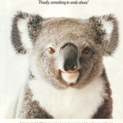 Qantas Koala