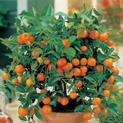 Mandarin Tree