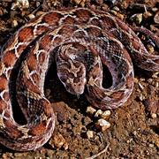 Saw-Scaled Viper (Deadliest Snake)
