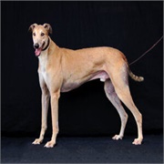 Diggory, the Mechanical Dog