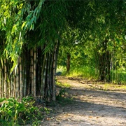 Coastal Georgia Botanical Gardens