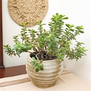 Jade Plant