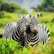 Lake Mburo National Park, Uganda