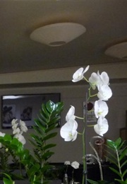 Tremo (Andrzej Niewiadomski)