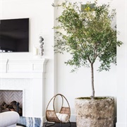 Olive Tree