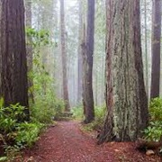 Redwoods National &amp; State Parks, CA