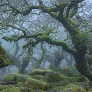 Wistman's Wood