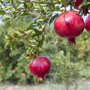 Pick a Ripe Pomegranate and Eat It Straight Away