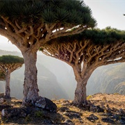Socotra (Yemen Territory)