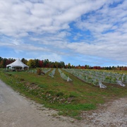 Vignoble Le Cep D'Argent
