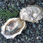 Totten Inlet Oysters