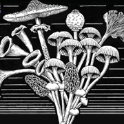 Aliya Whiteley — 'The Beauty'