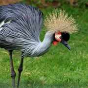 Gray Crowned-Crane