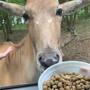 Keystone Safari, Grove City, PA