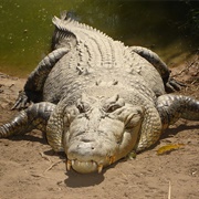 Saltwater Crocodile