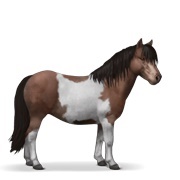 Liver Chestnut Tobiano