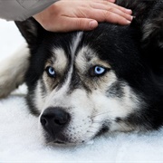 Pet Husky