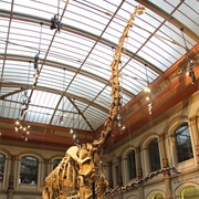 Visited a Dinosaur Exhibit