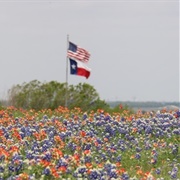 Texas Wild Flowers