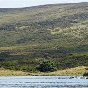 Worlds Loneliest Tree