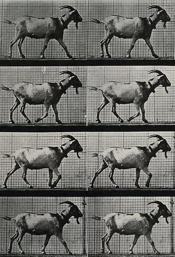 Goat Walking