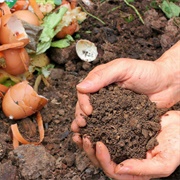 Use Kitchen Waste as Fertilizer (Coffee Grounds, Onion Skin, Egg Shells...)