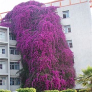 Bougainvillea, Nanning, China