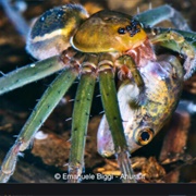 Amazon Giant Fishing Spider