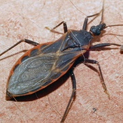 Kissing Bug