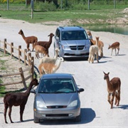 African Safari Wildlife Park, Ohio