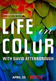 Life in Color (2021)