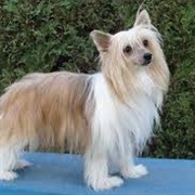 Chinese Crested