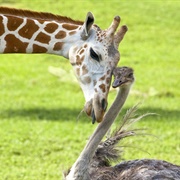 Giraffe and Ostrich