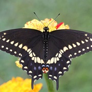 Black Swallowtail