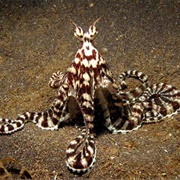 Mimic Octopus