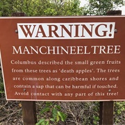 Manchineel Tree