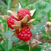 Australian Native Raspberry