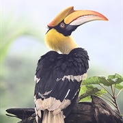 Hornbill