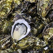 Pacifics Oyster