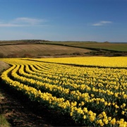 Daffodil Fields of Cornwall, UK