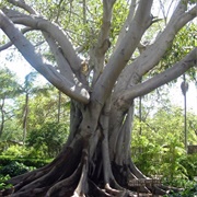 Moreton Bay Fig Tree