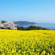 Nokonoshima Island, Fukuoka