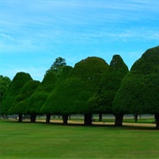 Mushroom Shaped Yew Trees