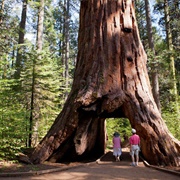 Sequoia Tunnel Tree, California