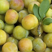 Greengage [European]