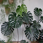 Monstera Deliciosa