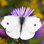 Cabbage White
