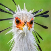 Secretary Bird