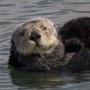 Sea Otter