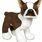 Brown Boston Terrier